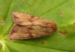 Gulbrunt engfly (Apamea sublustris)