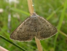 Klipperingmåler (Gnophos obfuscata)