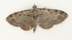 Epleblomstmåler (Pasiphila rectangulata)