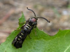 Bringebærglassvinge (Pennisetia hylaeiformis)