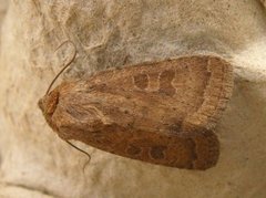 Lyst ringurtefly (Hoplodrina octogenaria)