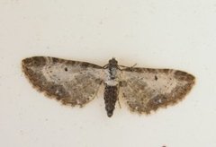 Burotdvergmåler (Eupithecia succenturiata)