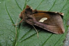 Storflekket metallfly (Autographa bractea)