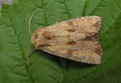 Gulbrunt engfly (Apamea sublustris)