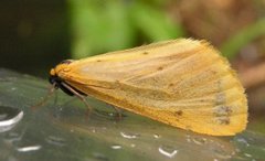 Panterspinner (Setina irrorella)