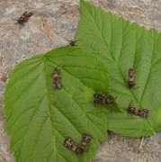 Bringebærglassvinge (Pennisetia hylaeiformis)