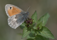 Engringvinge (Coenonympha pamphilus)