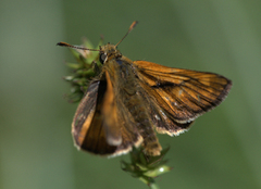 Engsmyger (Ochlodes sylvanus)