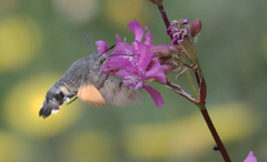 Dagsvermer (Macroglossum stellatarum)