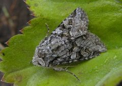 Smellefjellfly (Lasionycta proxima)