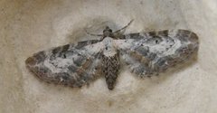 Burotdvergmåler (Eupithecia succenturiata)