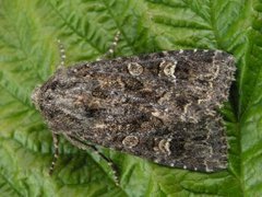 Mørkt engfly (Apamea furva)