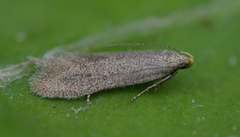 Xystophora pulveratella