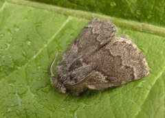 Hagtornspinner (Trichiura crataegi)