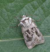 Fjelljordfly (Agrotsi fatidica)