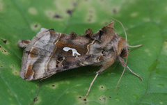Gyllenbrunt metallfly (Autographa macrogamma)