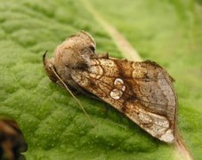 Tyrihjelmfly (Polychrysia moneta)