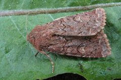 Rødt fjellengfly (Apamea schildei)