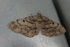 Stor kongledvergmåler (Eupithecia abietaria)