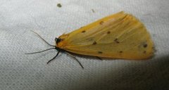 Panterspinner (Setina irrorella)