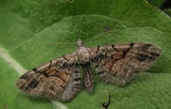 Bånddvergmåler (Eupithecia sinuosaria)