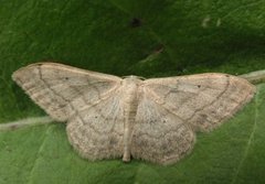 Bueengmåler (Idaea straminata)