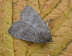 Osperingfly (Ipimorpha subtusa)