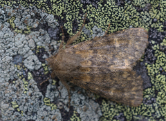 Tempelfly (Dasypolia templi)