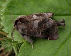 Dvergstjertspinner (Clostera pigra)