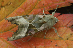 Taggvingefly (Phlogophora meticulosa)