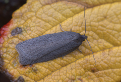 Punktflatvikler (Acleris lipsiana)