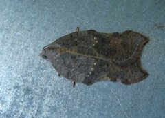 Konkavflatvikler (Acleris emargana)