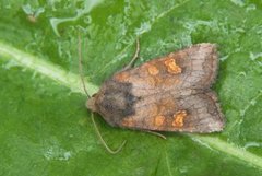 Variabelt stengelfly (Amphipoea fucosa)