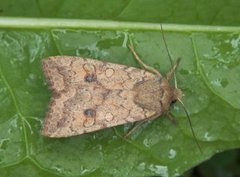 Bølgelinjet høstfly (Agrochola circellaris)