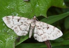 Stor kongledvergmåler (Eupithecia abietaria)