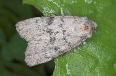 Lyst klippefly (Epipsilia grisescens)