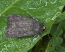 Grått pyramidefly (Amphipyra tragopoginis)