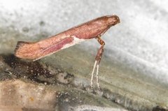 Caloptilia stigmatella