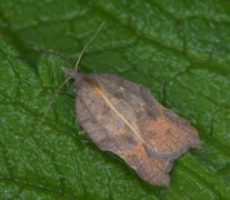 Konkavflatvikler (Acleris emargana)