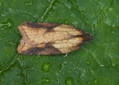 Mjødurtflatvikler (Acleris aspersana)