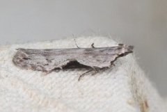Hypatima rhomboidella