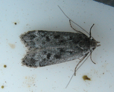 Anacampsis populella