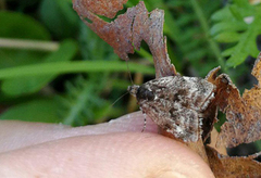 Bjørkebredmøll (Choreutis diana)