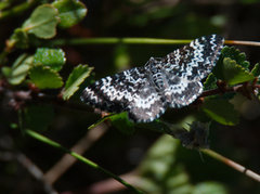 Myrkorsmåler (Rheumaptera subhastata)