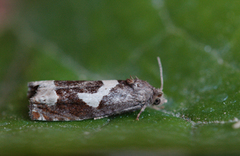 Burotstengelvikler (Epiblema foenella)