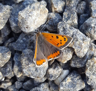 Ildgullvinge (Lycaena phlaeas)