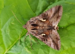 Gammafly (Autographa gamma)