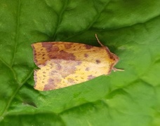 Fiolettbåndet gulfly (Xanthia togata)