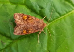 Kyststengelfly (Amphipoea crinanensis)