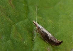 Leddvedsprellemøll (Ypsolopha dentella)